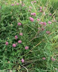 Attēlu rezultāti vaicājumam “Trifolium medium bud”