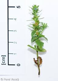 Attēlu rezultāti vaicājumam “Veronica arvensis”