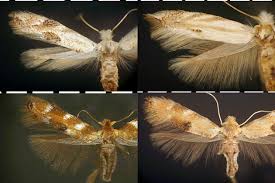 Attēlu rezultāti vaicājumam “Bucculatricidae”