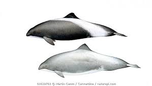 Image result for Phocoena phocoena