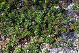 Attēlu rezultāti vaicājumam “Empetrum nigrum”