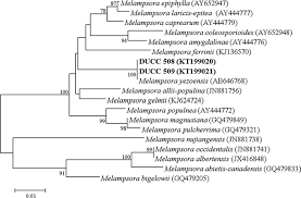 Attēlu rezultāti vaicājumam “Melampsora magnusiana”