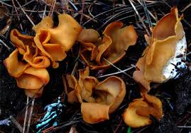 Attēlu rezultāti vaicājumam “Otidea onotica”