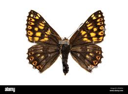 Attēlu rezultāti vaicājumam “Hamearis lucina underside”