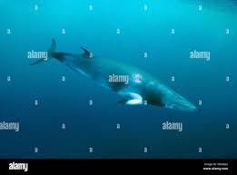 Image result for Balaenoptera bonaerensis