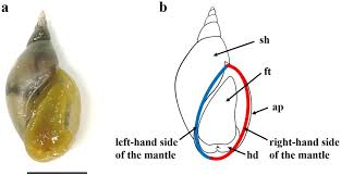 Attēlu rezultāti vaicājumam “Lymnaea stagnalis”