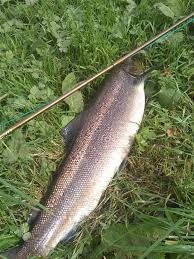 Image result for Annbank Angling Club