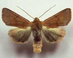 Attēlu rezultāti vaicājumam “Agrochola helvola”