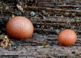 Attēlu rezultāti vaicājumam “Lycogala cf. fossiculatum macro”