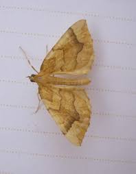 Attēlu rezultāti vaicājumam “Eulithis mellinata”