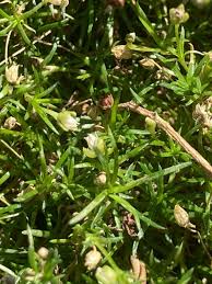 Attēlu rezultāti vaicājumam “Sagina procumbens fruit”
