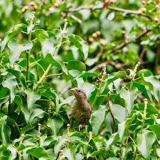 Image result for Locustella fluviatilis