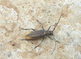 Attēlu rezultāti vaicājumam “Monochamus urussovi”