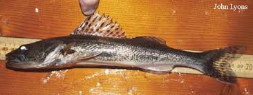 Image result for Sander canadensis