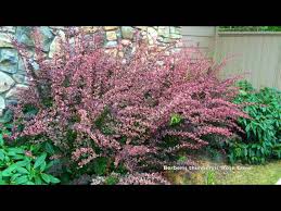 Attēlu rezultāti vaicājumam “Berberis thunbergii”