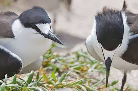 Image result for Onychoprion fuscatus