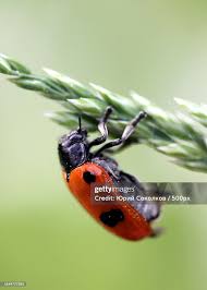 Attēlu rezultāti vaicājumam “Clytra quadripunctata”