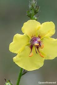 Attēlu rezultāti vaicājumam “Verbascum blattaria leaf”