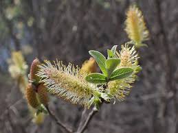 Attēlu rezultāti vaicājumam “Salix cinerea female flower”