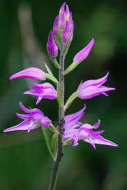 Attēlu rezultāti vaicājumam “Cephalanthera rubra bud”