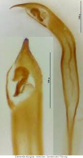 Attēlu rezultāti vaicājumam “Dienerella elongata”