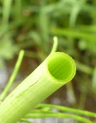 Attēlu rezultāti vaicājumam “Equisetum fluviatile”