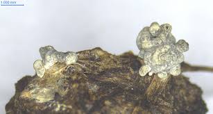 Attēlu rezultāti vaicājumam “Didymium aggregatum spores”