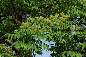 Attēlu rezultāti vaicājumam “Phellodendron amurense”