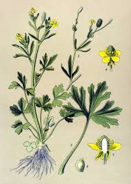 Attēlu rezultāti vaicājumam “Ranunculus sceleratus”