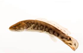 Image result for Amia calva