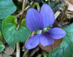 Attēlu rezultāti vaicājumam “Viola sororia flower”