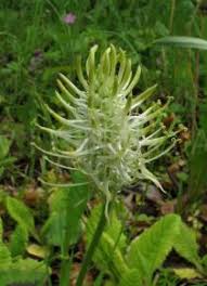 Attēlu rezultāti vaicājumam “Phyteuma spicatum leaf”