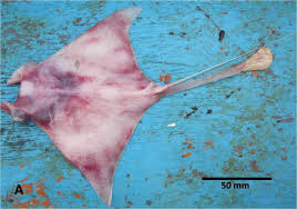 Image result for Mobula thurstoni