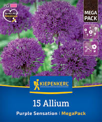 Image result for Zierlauch