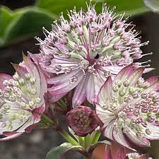 Attēlu rezultāti vaicājumam “Astrantia major fruit”