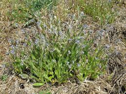 Attēlu rezultāti vaicājumam “Myosotis stricta”