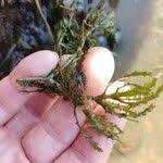 Attēlu rezultāti vaicājumam “Najas major leaf”