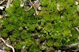 Attēlu rezultāti vaicājumam “Bryum pallens”