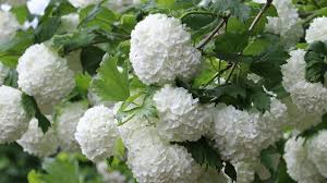 Attēlu rezultāti vaicājumam “Viburnum opulus flower”