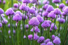 Image result for Schnittlauch