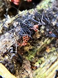 Attēlu rezultāti vaicājumam “Metatrichia vesparia stalked”