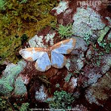 Attēlu rezultāti vaicājumam “Lomaspilis marginata”