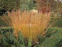 Attēlu rezultāti vaicājumam “Molinia caerulea fruit”