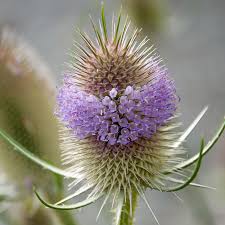 Attēlu rezultāti vaicājumam “Dipsacus fullonum flower”