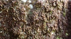 Attēlu rezultāti vaicājumam “Frullania fragilifolia macro”