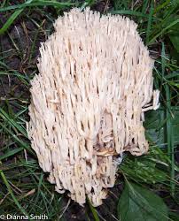 Attēlu rezultāti vaicājumam “Clavicorona pyxidata”