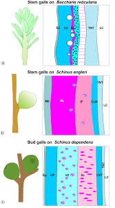 Attēlu rezultāti vaicājumam “Reticularia sp.”