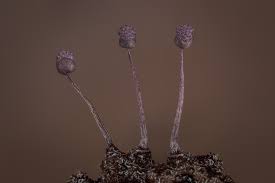 Attēlu rezultāti vaicājumam “Cribraria lepida”