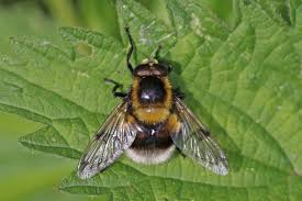Attēlu rezultāti vaicājumam “Volucella bombylans”
