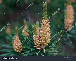 Attēlu rezultāti vaicājumam “Pinus sylvestris male flower”